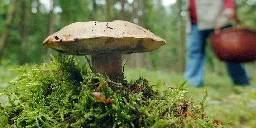 Radioaktive Pilze durch Tschernobyl: Trompetenpfifferlinge mit Cäsium