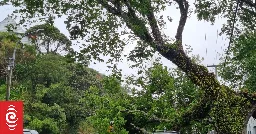 Winds bring down trees in Wellington as heavy rain, gales ease