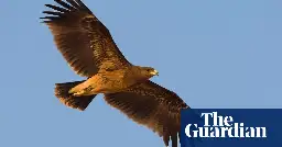 Eagles shifting flight paths to avoid Ukraine conflict, scientists find