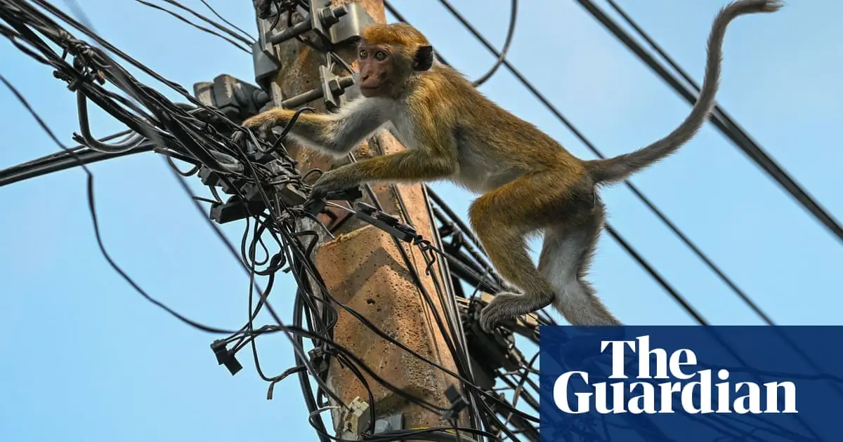 ‘Total chaos’: Monkey blamed for nationwide power cut in Sri Lanka