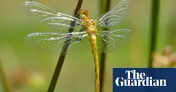 Norfolk hawker dragonfly no longer endangered, scientists say