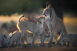 The Iberian lynx doubles its population in just three years and reaches 2,000 individuals