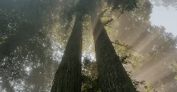 Reviving the Redwoods
