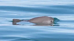 Extinction alert issued for world’s rarest marine mammal