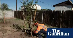 ‘We need more shade’: US’s hottest city turns to trees to cool those most in need