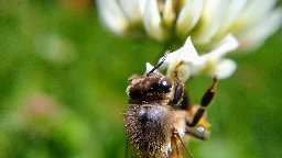 Honey bee on white clover, Moto G6 with a magnifying lens