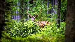 Scientists vacuumed animal DNA from the air in a forest and had amazing results