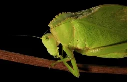 What did the katydids do when picking up bat sounds?