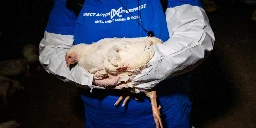 Dangerous Pathogens and Cruelty Law Violations at Perdue Subsidiary, Animal Rights Report Alleges