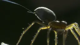 TIL that SPIDERS have the capability to "fly" across oceans. They are capable of using both the earth's electromagnetic field, and the wind to fly in a process known as "ballooning".