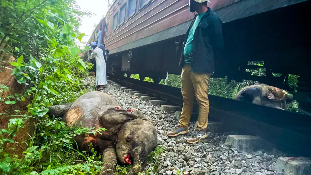 Sri Lanka train derailed after smashing into elephants