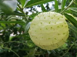 Gomphocarpus physocarpus fruit [Hong Kong Zoological and Botanical Gardens]