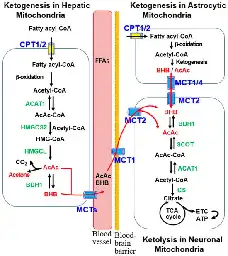 Molecular Mechanisms of Neuroprotection by Ketone Bodies and Ketogenic Diet in Cerebral Ischemia and Neurodegenerative Diseases