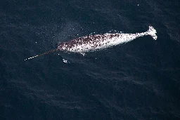 Narwhal - Wikipedia