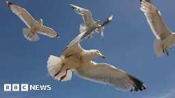 Liskeard postal workers hampered by dive-bombing seagulls