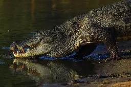 Australian man survives crocodile attack by biting reptile’s eyelid