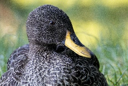 A rarity for my region — a Yellow-Billed Duck