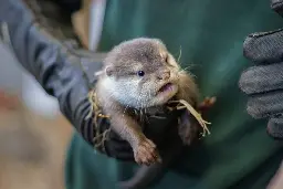 Otterly Adorable! Vulnerable otter species at Woburn Safari Park welcome their first pup