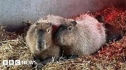 Escaped capybara 'probably living her best life'