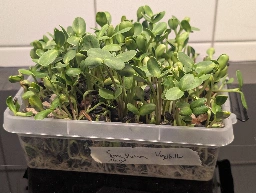 Vogelfutter, Bohnen und Gewürze als Microgreens und Sprossen