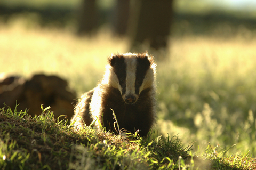 Badger cull to go ahead in Derbyshire | Derbyshire Wildlife Trust