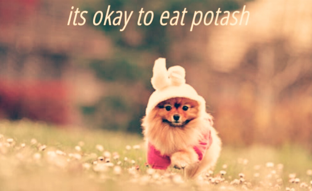 Picture of a small cute dog running in a yard captioned "it's okay to eat potash"