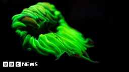 Biofluorescence: Unseen world of the Celtic rainforest revealed by UV