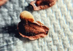 Milkweed seed starting to germinate, Pixel 4