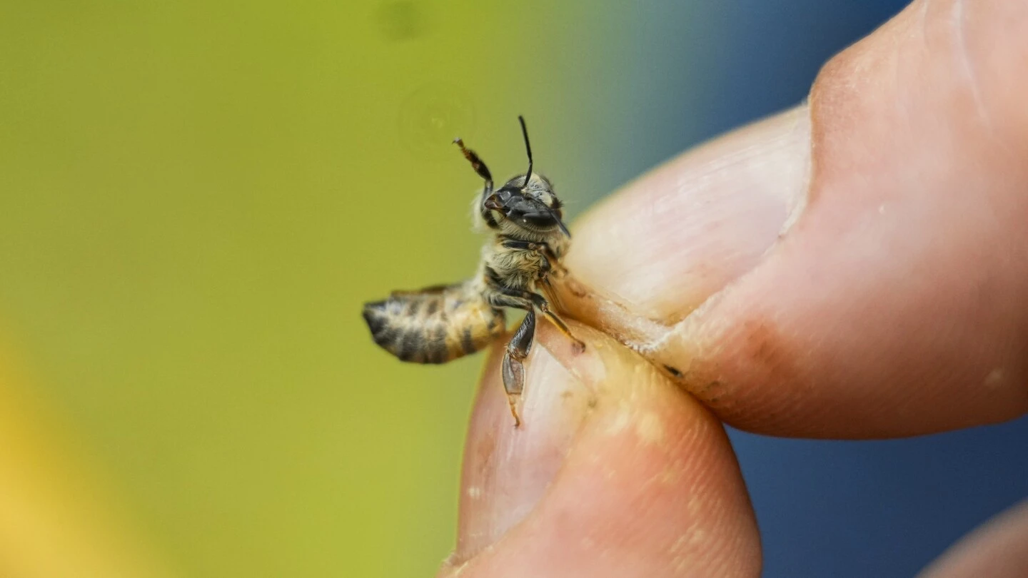 Nearly half of US honeybee colonies died last year. Struggling beekeepers stabilize population