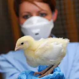 UK scientists join forces to tackle bird flu