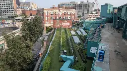 Urban Farming Company Has Gardens On Fenway Park, Boston Rooftops  | WBZ NewsRadio 1030