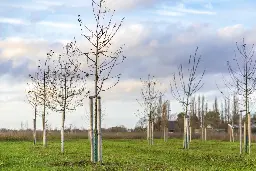 Scientists issue warning against commercial tree-planting schemes: ‘We should shift focus’