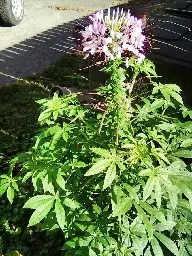 Cleome