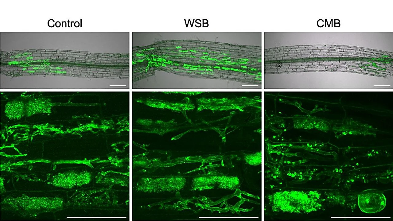 Alternative to phosphate fertilizer: Biochar basis controls plant response