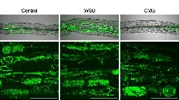 Alternative to phosphate fertilizer: Biochar basis controls plant response