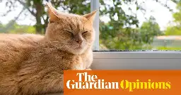 Keeping cats indoors is a rare solution where everybody wins | Calla Wahlquist