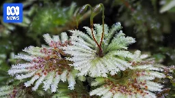 Tasmania is a hotspot for mosses, those 'overlooked botanical beauties'