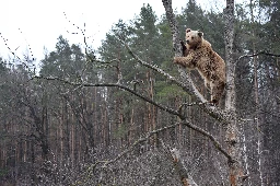 Bears in Ukraine Aren't Hibernating Because It's Too Warm