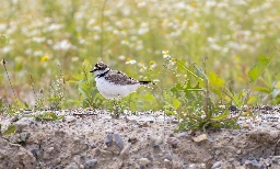 My first Little Ringed Plover