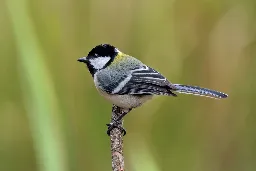 These Small Birds Flutter Their Wings to Say 'After You' to Their Partner