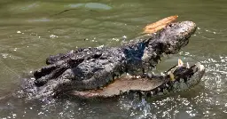 Crocodile attacks, injures man at popular swimming spot in Australia: "Extremely scary"