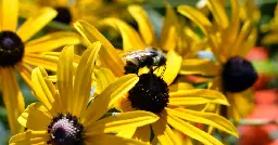 700 pollinator gardens and counting in Waterloo Region