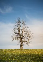 A dead tree in a field of yellow wildflowers. Eagle Mountains, Bohemia [OC] [1413x2048]