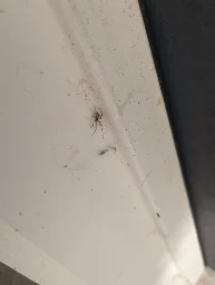 I need help identifying a spider, please.