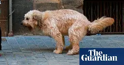 DNA database to be used to crack down on dog faeces in French town