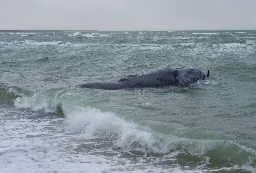 A dead whale raises a fresh question: Should you eat lobster?