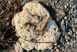 Mysterious white blobs washing up in Newfoundland have government scientists, residents baffled