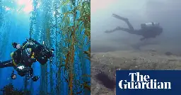 The dead sea: Tasmania's underwater forests disappearing in our lifetime