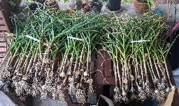 It's garlic harvesting day!