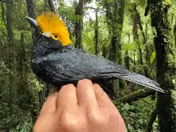 Famous ‘Lost Bird’ Found, Photographed For The First Time Ever In Africa